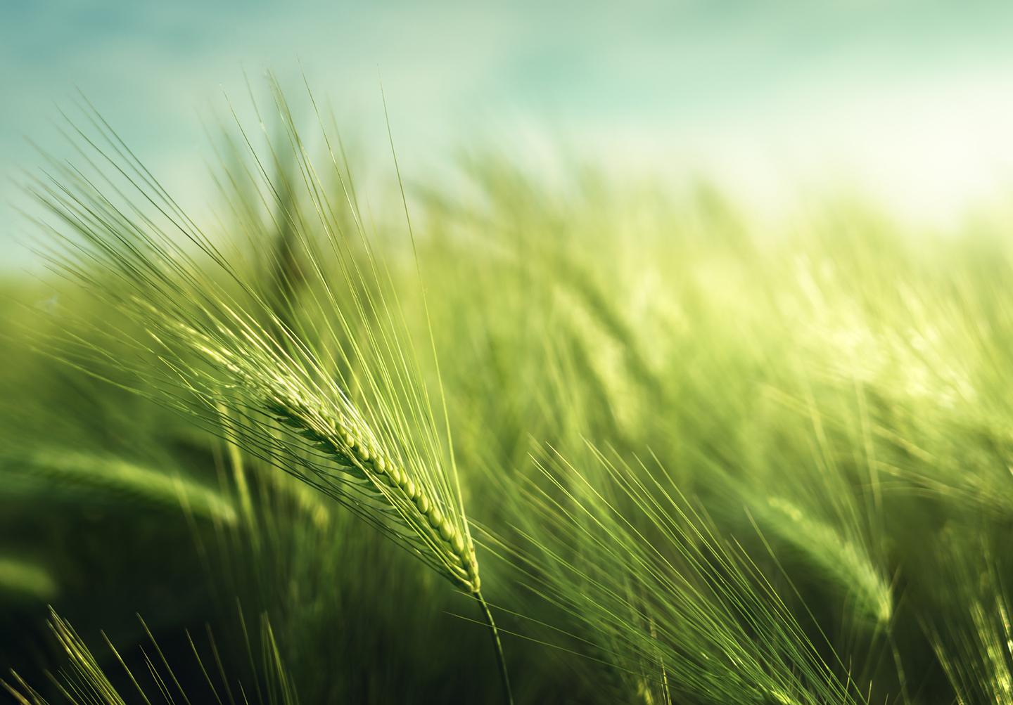 Sustainable wheat field landscape
